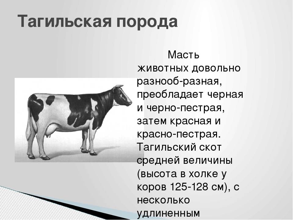 Голштино-фризская порода коров – характеристика и содержание