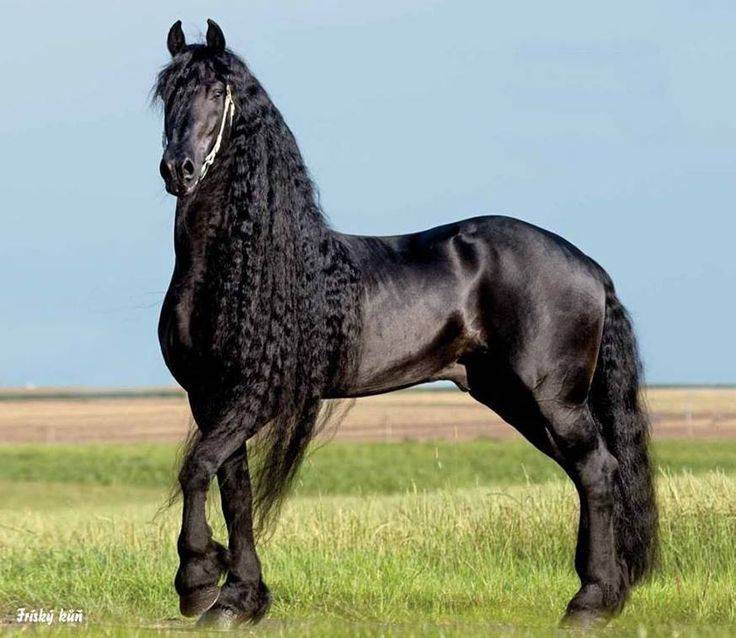 Самые красивые лошади в мире - топ-5 с фото и описание - topkin | 2021