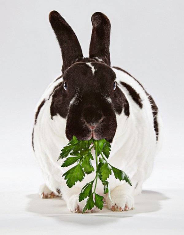 Можно ли давать кроликам укроп и петрушку: описание
