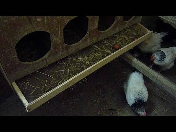 Как сделать гнездо для кур-несушек своими руками: размеры и инструкции