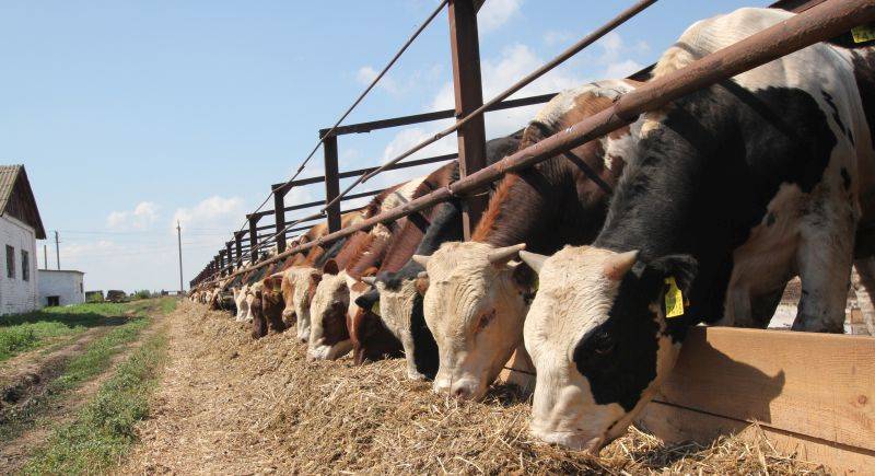 Откорм бычков на мясо в домашних условиях – правила и особенности рацион