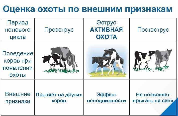 Когда у коровы появляется молоко?
