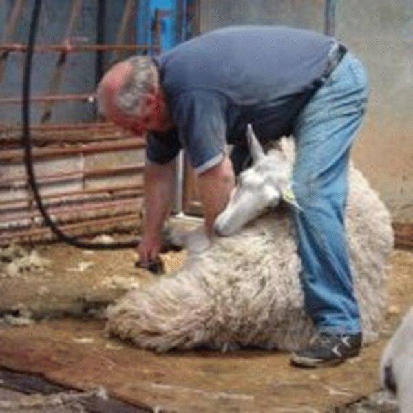 Стрижка овец и требования к ней — agroxxi