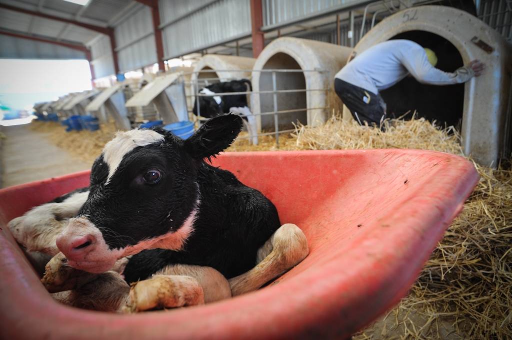 Содержание коров в личном хозяйстве: оптимальные условия и правила ухода
