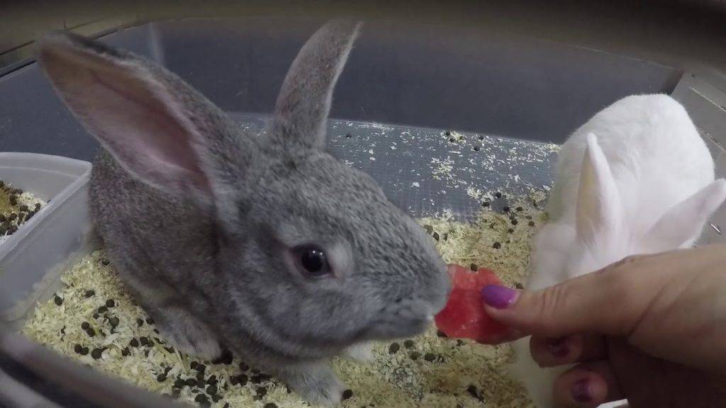 Понос у кроликов: от чего у животных может возникать диарея и как ее лечить