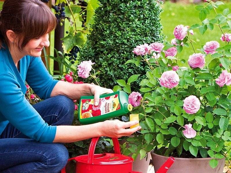 Как правильно ухаживать за розами на открытом участке в саду, чтобы цвели красиво