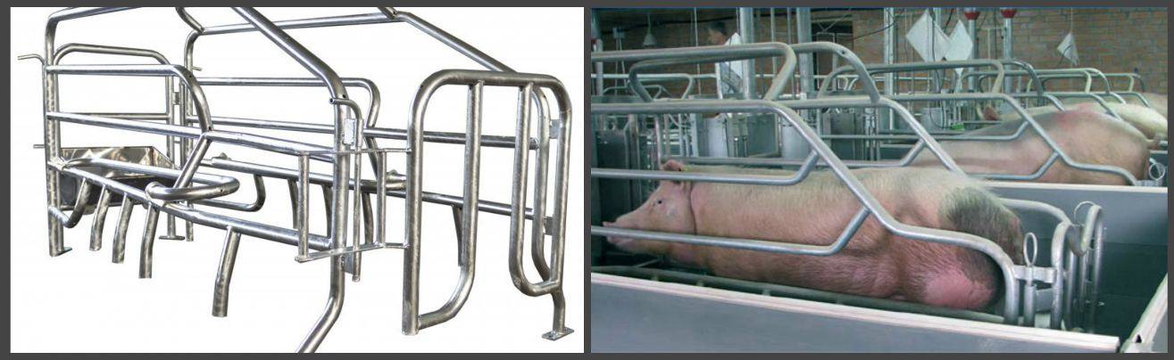 Станки для свиней: требования, изготовление клетки для опроса своими руками