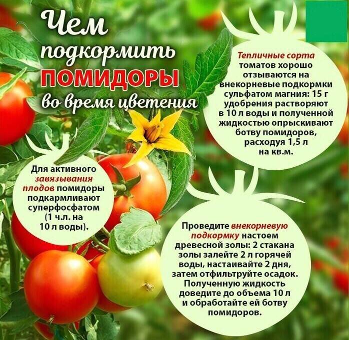 Хороший урожай помидор. раскрываем секреты! | огородники
