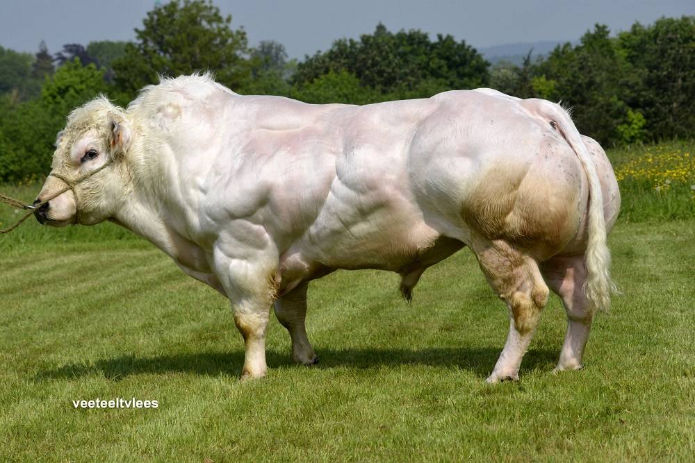 Бельгийская голубая корова: характеристики мясной породы, сколько стоит
