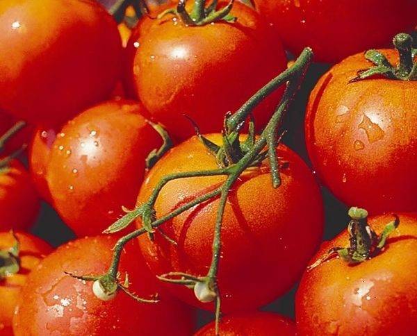 Фаворит огородников: урожайный томат дубрава