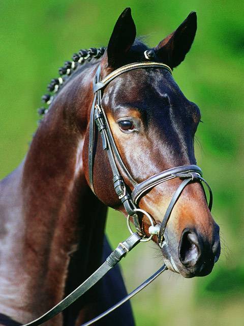 Особенности тракененской спортивной породы лошадей: экстерьер, история, характеристика