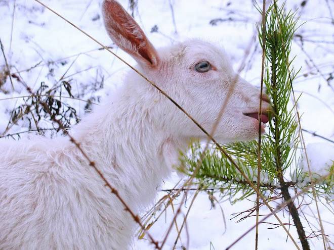 Витамины для коз: особенности рациона в соответствии с рекомендациями специалистов ао "витасоль"