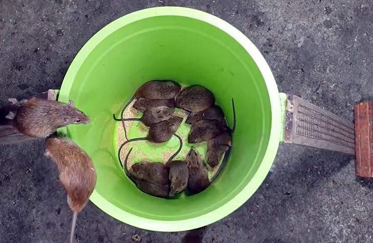 Крысы и как с ними бороться в подсобном хозяйстве — domovod.guru