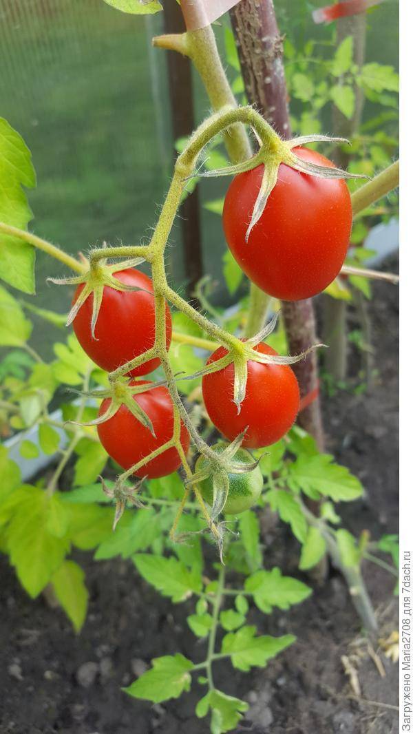 Томат красным красно f1: описание, характеристика, урожайность сорта, особенности и способы посадки и выращивания, отзывы, фото