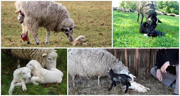 Как правильно кормить овец: зимой, племенных баранов, после окота, молодняк, нормы кормов