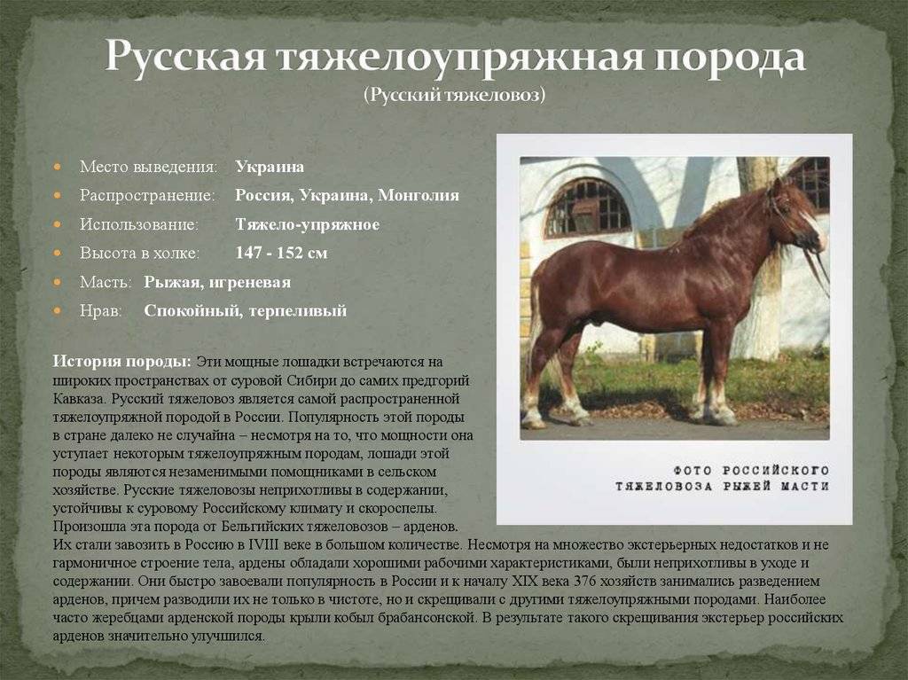 ᐉ самые выносливые лошади в мире: обзор пород - zooon.ru