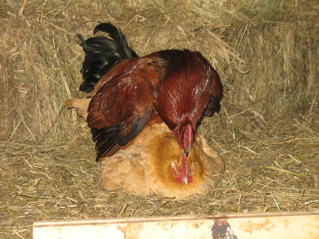 Как петух оплодотворяет курицу - механизм спаривания, причины неудач самца