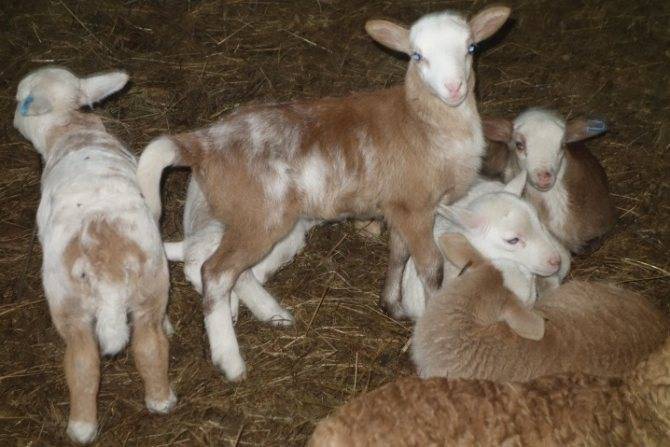 Катумская порода овец: описание с фото, характеристика