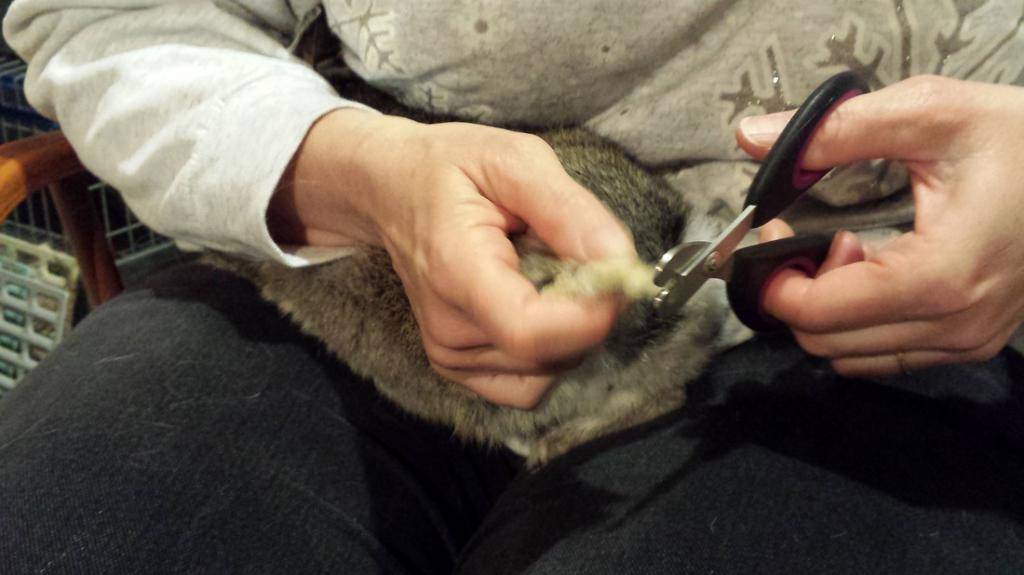 Как подстричь когти кролику в домашних условиях: пошаговая инструкция