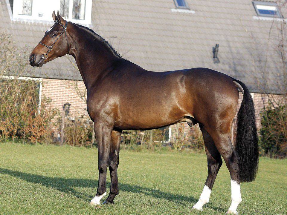 Экстерьер, характер и использование Ганноверской породы лошадей