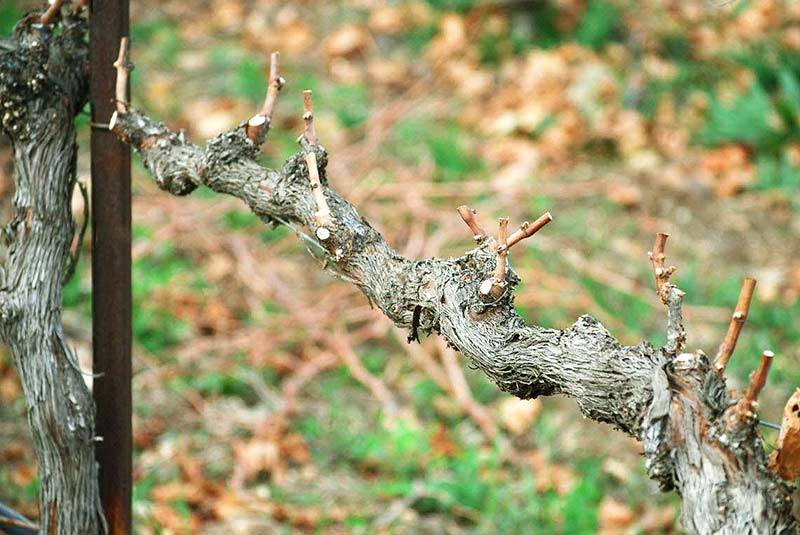 Обрезка винограда весной - рекомендации по проведению процедуры