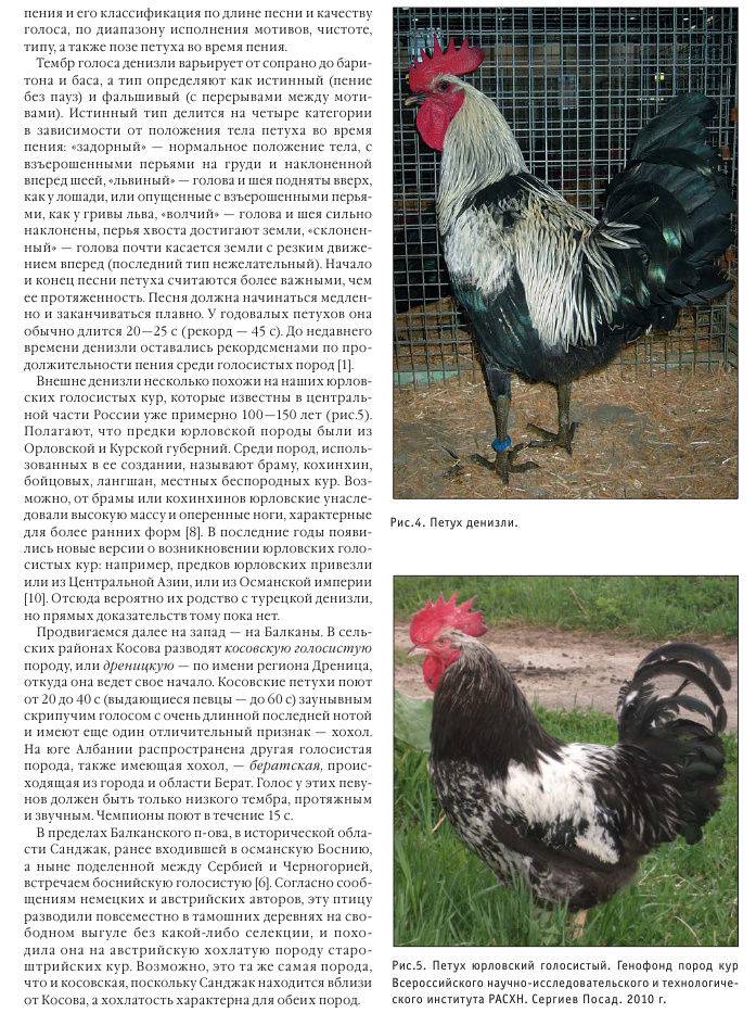 Юрловская голосистая порода кур: описание, отзывы, фото, видео