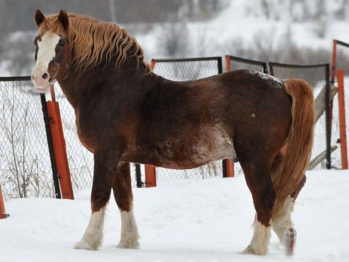Русский тяжеловоз: история создания породы лошадей, продуктивность, описание