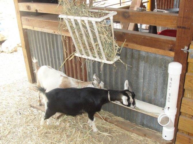 Виды и изготовление кормушек для коз под сено