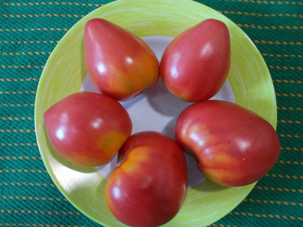 Описание сорта томат «орлиный клюв»