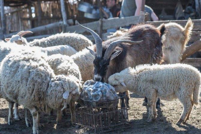 Племенная работа и учёт в овцеводстве — овцеводство