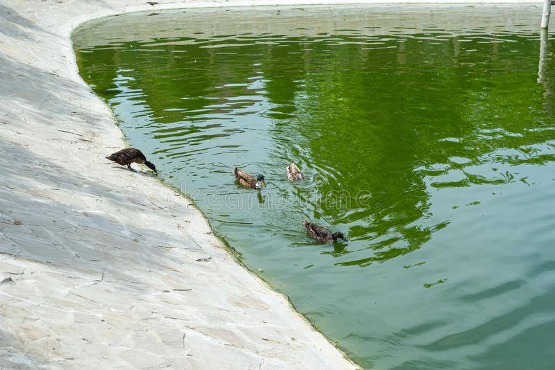 Почему утка плавает: что помогает не намокать в воде и интересные особенности