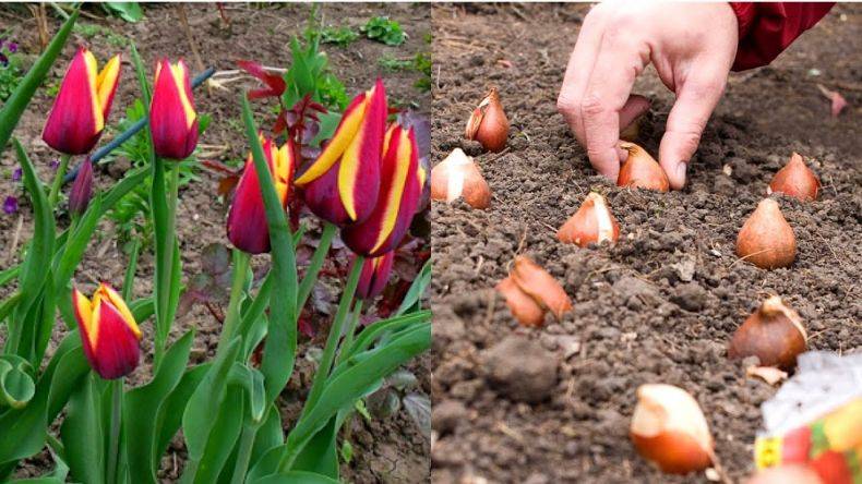 Не успела осенью посадить луковицы тюльпанов – рассказываю, что делать
