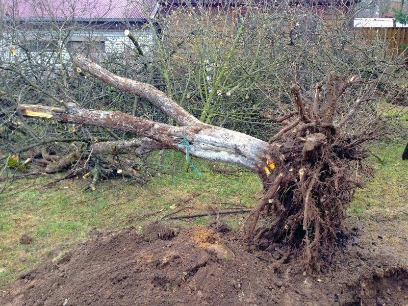 Как правильно избавиться от ненужной поросли деревьев