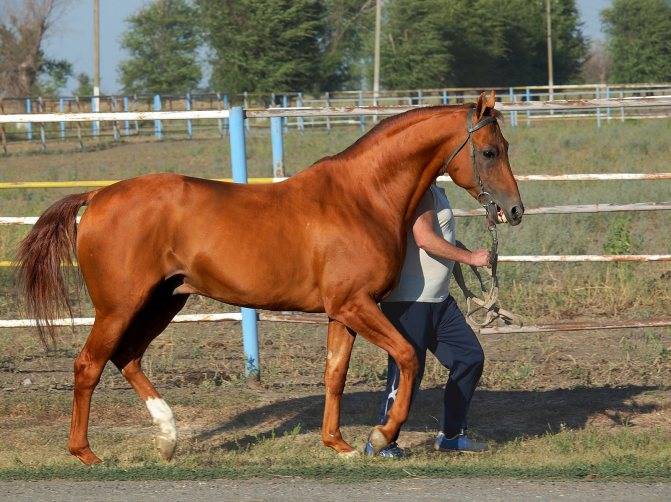 Донская лошадь. описание с фото и видео