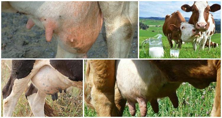 Почему у коровы горчит молоко: причины, почему не киснет, а становится горьким