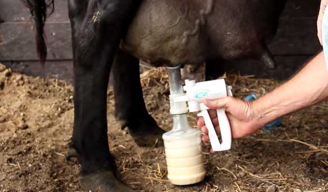 5 причин, почему у коровы горчит молоко