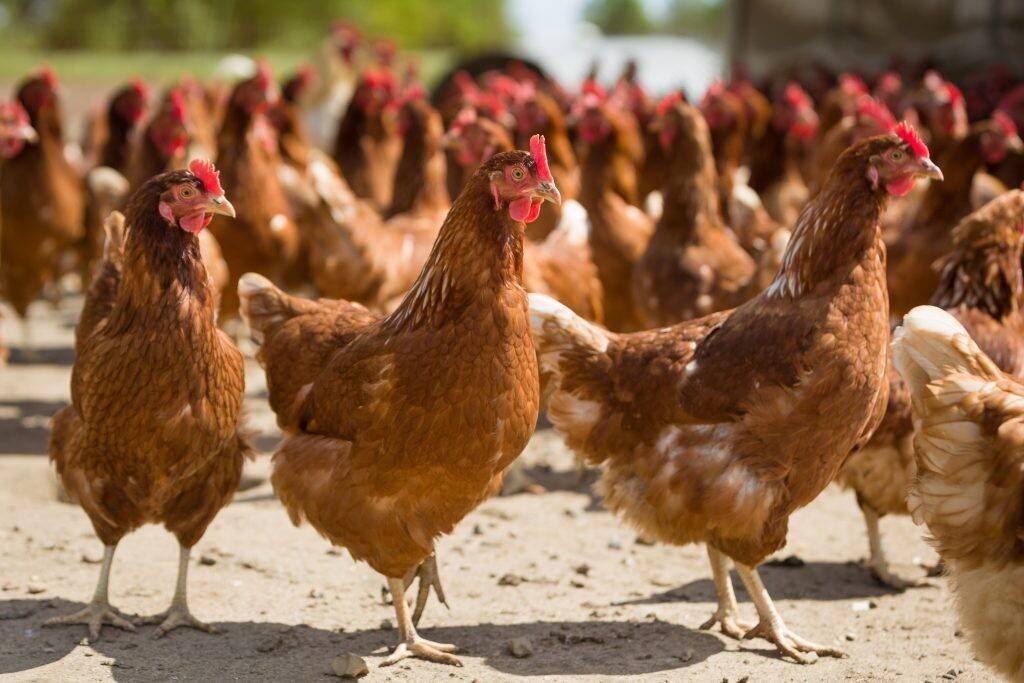Курицы-несушки хайсекс: описание породы, особенности содержания и ухода