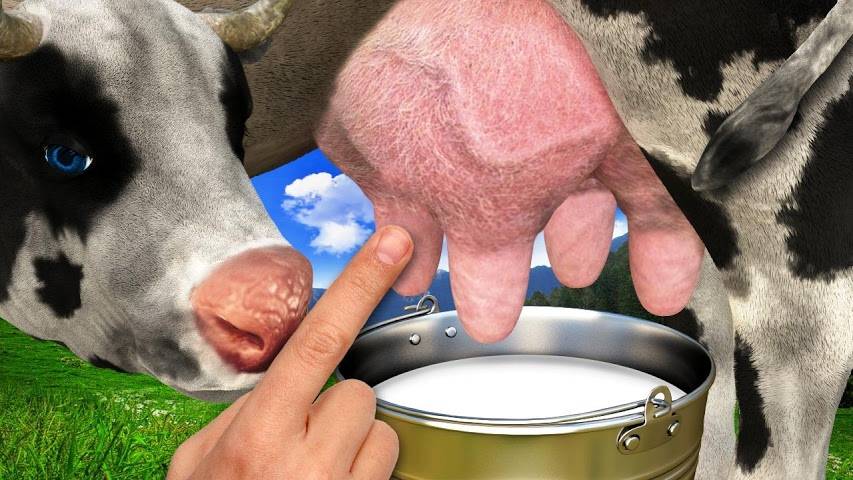 Как без лебедки поднять корову после залеживания, симптомы и лечение