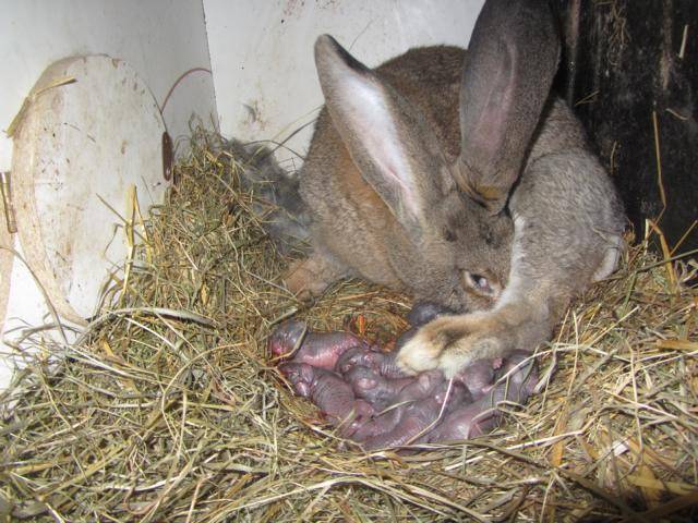 Почему крольчиха ест своих крольчат, как бороться с агрессией у кроликов