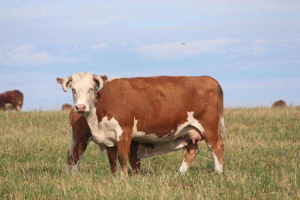 Корова герефордской породы: фото, характеристики, удои