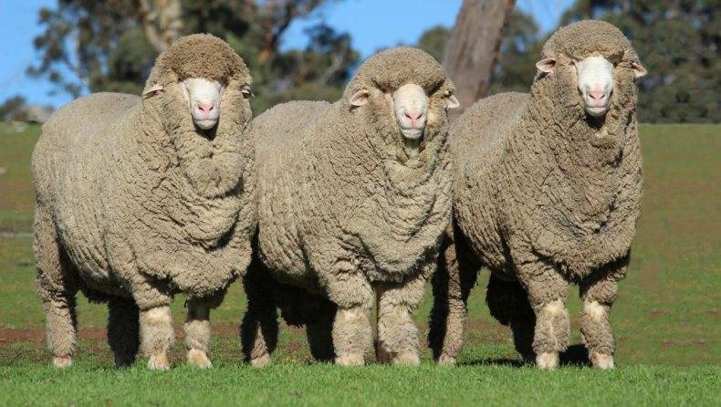 Овцы мериносы: обзор шерстных пород