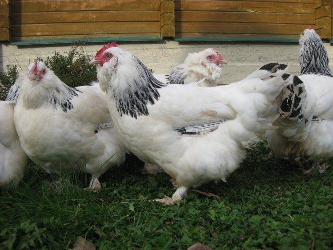 Курицы породы фавероль: фото, описание, отзывы :: syl.ru