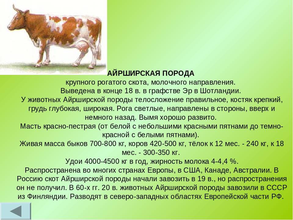 Айрширская корова — описание, характеристики, отзывы, перспективы разведения в россии. | cельхозпортал