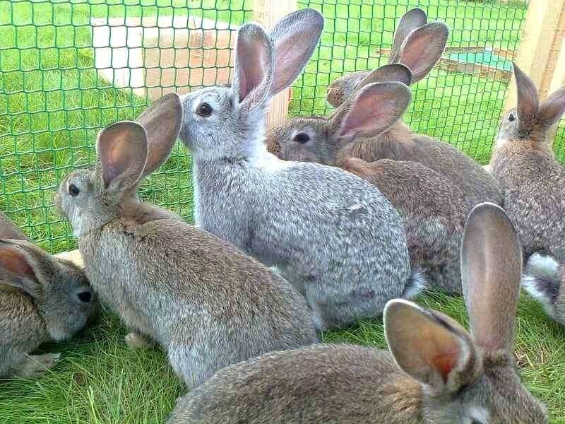 ✅ какая порода кроликов самая выгодная для мяса - питомник46.рф