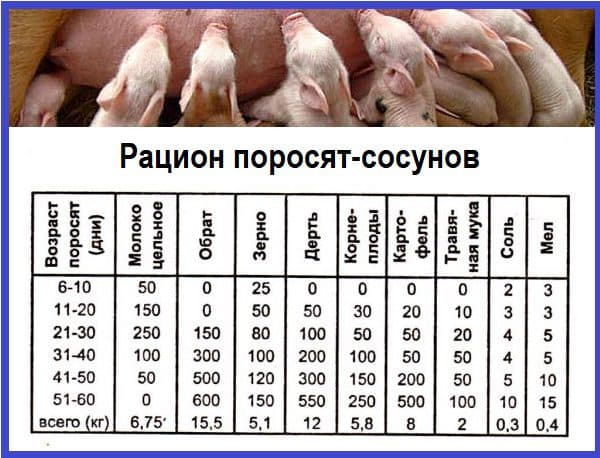 Самый эффективный откорм свиней в домашних условиях: технология и рацион питания