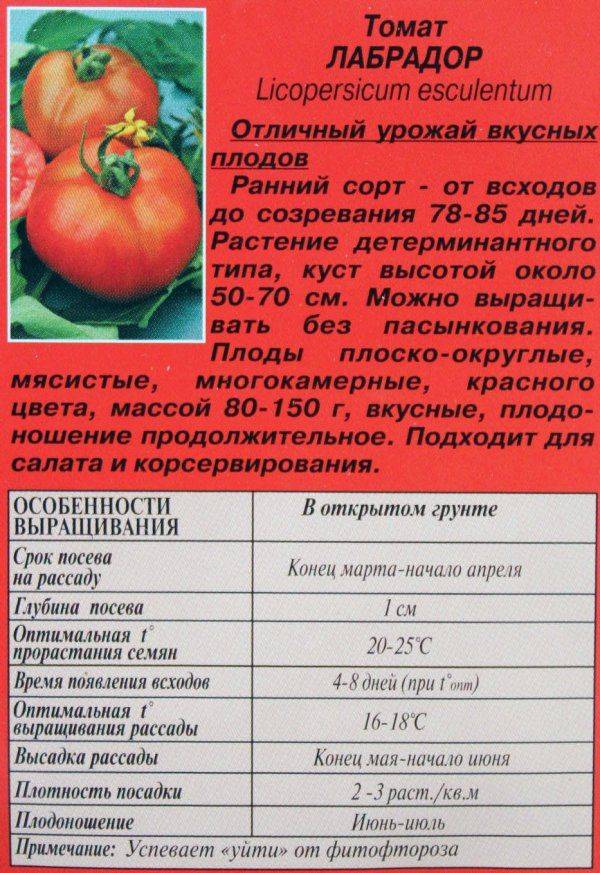 Как выращивать сорт томатов Лабрадор?