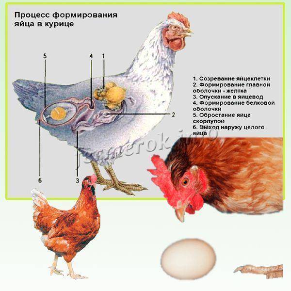 Сколько яиц несет курица - в день, неделю, год, в среднем, в домашних условиях