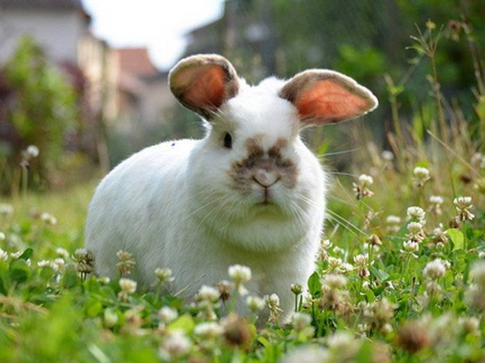Можно ли давать кроликам щирицу? - домашние наши друзья