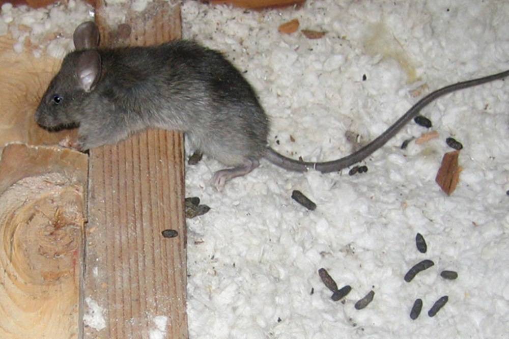 Как избавиться от крыс в курятнике
