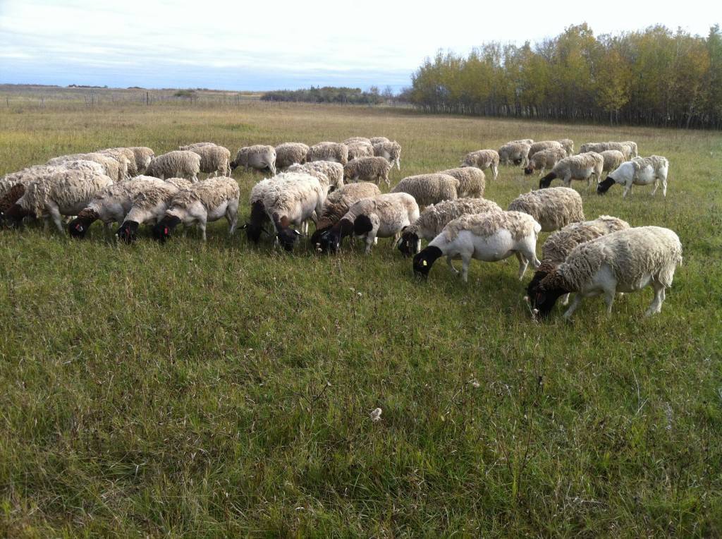 Порода овец дорпер - описание, фото и видео